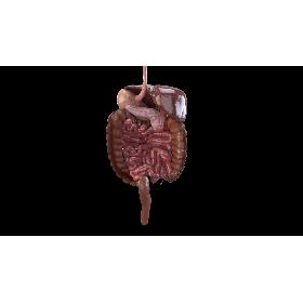 Digestive system 3D model
